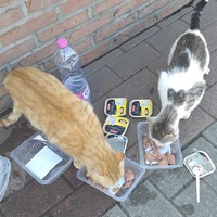 photo de livraison pour Chez Minou