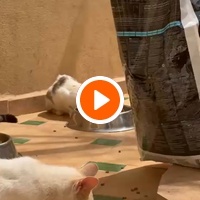 photo de livraison pour Le Coeur sur la Patte