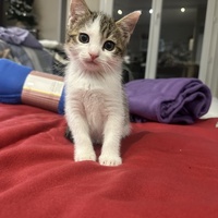 photo de livraison pour Les Babychoux