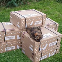 photo de livraison pour Hungry Cats14