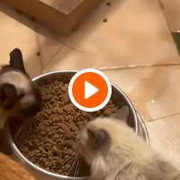 photo de livraison pour Le Coeur sur la Patte