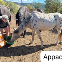 photo de livraison pour La Retraite des Chevaux des Causses
