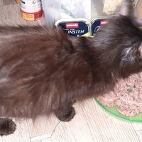 photo de livraison pour Association Misty Pépère