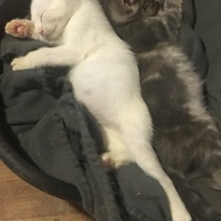 photo de livraison pour Association des Chats Camarguais