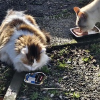 photo de livraison pour SOS Chats Libres Haut-Béarn
