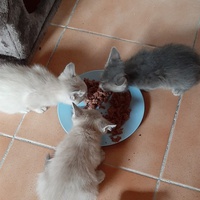 photo de livraison pour Bien vivre avec les Chats Sallélois