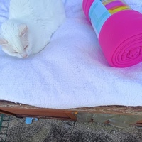 photo de livraison pour Les Chats de la Rue