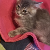 photo de livraison pour Amis de Myrtille