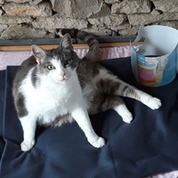 photo de livraison pour Ecole du Chat Libre de Caillerot