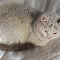 photo de livraison pour Ecole du Chat des Alpilles