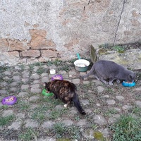 photo de livraison pour Chat Suffit a.sb.l.