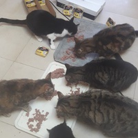 photo de livraison pour Les Amis de Michouette
