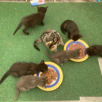photo de livraison pour Association Des  Chats  De Hyeres