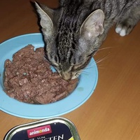 photo de livraison pour Les Chats-Pitresdelavi-Ste