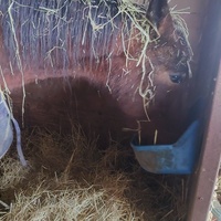 photo de livraison pour Les Chevaux d'Elo