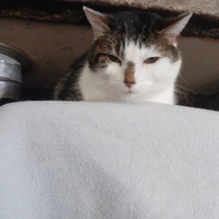 photo de livraison pour A Pas De Chats