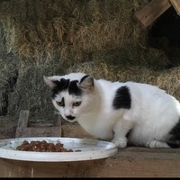 photo de livraison pour Les Pattes de la Liberté 