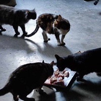 photo de livraison pour Patounes de Chats