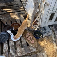 photo de livraison pour Les chats Port-Saint-Louisiens