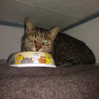 photo de livraison pour Protect Cat