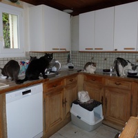 photo de livraison pour Chats Heureux
