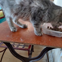 photo de livraison pour Une vie, Un chat