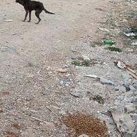 photo de livraison pour Civic Initiative Kane Korzo Skopje