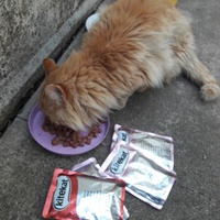 photo de livraison pour Les Chats Libres de la Canterrane