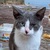 photo animal
