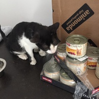 photo de livraison pour Les Chats Libres Condom 32