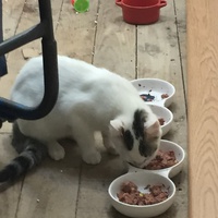 photo de livraison pour Les Chats Libres Condom 32