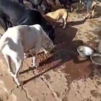 photo de livraison pour Comme Chiens et Chats Maroc