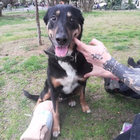 photo de livraison pour Help Doggy