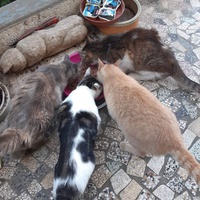 photo de livraison pour Les chats Port-Saint-Louisiens