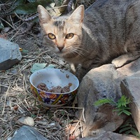 photo de livraison pour Chats cerbériens