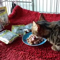 photo de livraison pour Les chats Port-Saint-Louisiens