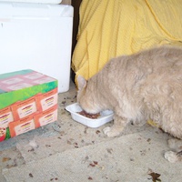 photo de livraison pour Chats Sans Toi"T"