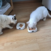photo de livraison pour NAE-NUTTI - Les chats de la maison brûlée