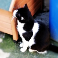 photo de livraison pour L'Ecole du Chat du Mirail