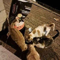 photo de livraison pour Sweety Pets