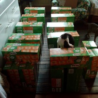 photo de livraison pour L'Arche de Marie - Mes Amours de Chats
