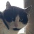 photo animal