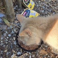 photo de livraison pour Bien vivre avec les Chats Sallélois