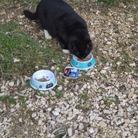 photo de livraison pour Clan du chat libre