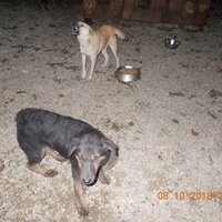 photo de livraison pour Pro Animals Finland ry