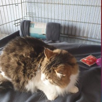 photo de livraison pour Association des Chats Camarguais