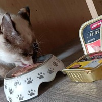 photo de livraison pour Les chats de l'Indifférence