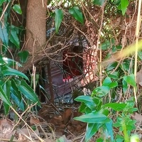 photo de livraison pour Les Chats-Pitresdelavi-Ste