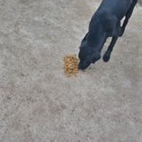 photo de livraison pour P.U.Ž. pomoć ugroženim životinjama Vel Gradište