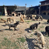 photo de livraison pour Happy Shelter Skopje